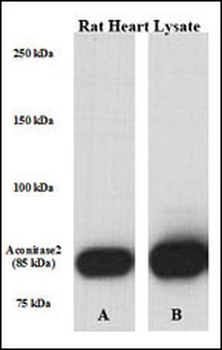 ACO2 Antibody (Center)