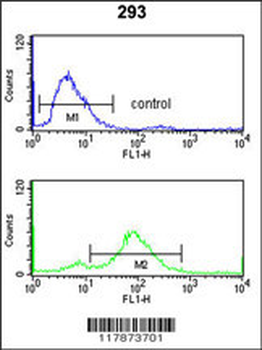 TNPO1 Antibody (N-term)