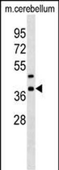 Mouse Crkl Antibody (C-term)