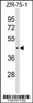 SLC30A10 Antibody (C-term)