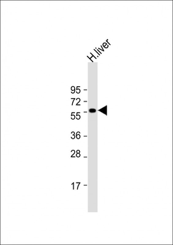 SLC30A10 Antibody (C-term)