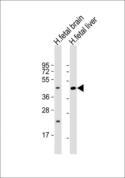 SLC30A10 Antibody (C-term)