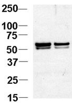 NAP1L1 Antibody (N-term)
