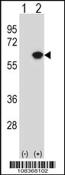 NAP1L1 Antibody (N-term)