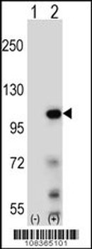 Elongin A Antibody (N-term)