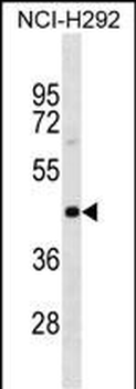 PAIP1 Antibody (N-term)