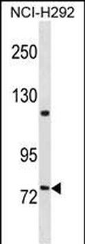 FERMT2 Antibody (C-term)
