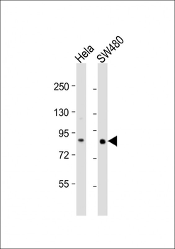 SLCO1B3 Antibody (C-term)