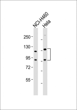 SLCO1B3 Antibody (C-term)
