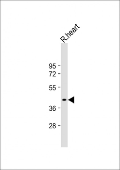 GDE1 Antibody (Center)
