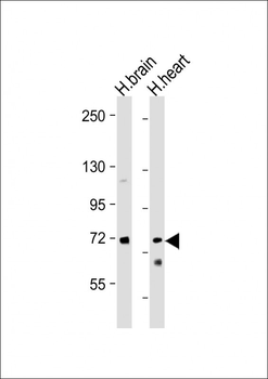 HBS1L Antibody (Center)
