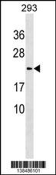 LYZL1 Antibody (C-term)