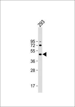ALKBH5 Antibody (Center)