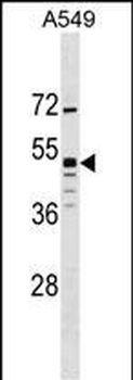 GPR83 Antibody (N-term)