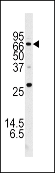 ATG16L Antibody