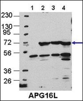 ATG16L Antibody