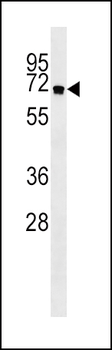 ATG16L Antibody