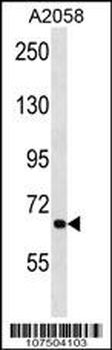 ATG9A Antibody (Center)