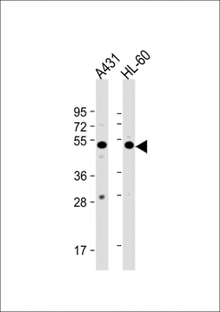 ATG4D Antibody (center)