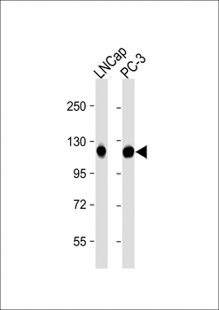 DSPP Antibody (N-term)