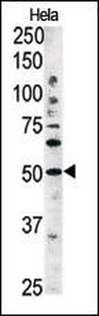ATG4C Antibody (Center)