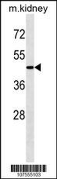 ATG4A Antibody