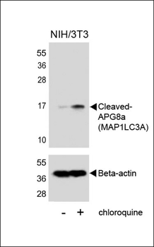 Cleaved LC3A Antibody
