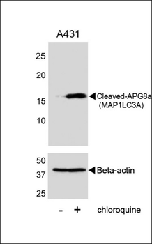Cleaved LC3A Antibody