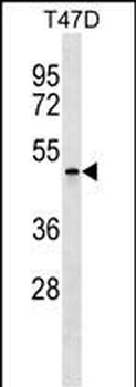 APOBEC4 Antibody (Center)