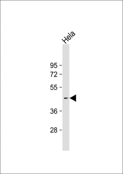ACTL8 Antibody (Center)