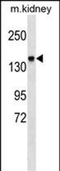 ITGA2 Antibody (C-term)