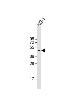 RASSF1 Antibody (Center)