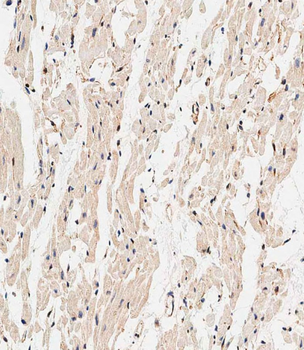 CALCRL Antibody (Center)