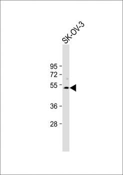 SPNS2 Antibody (N-term)