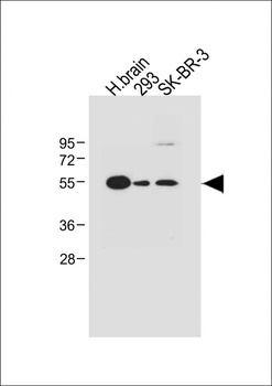 SPNS2 Antibody (N-term)