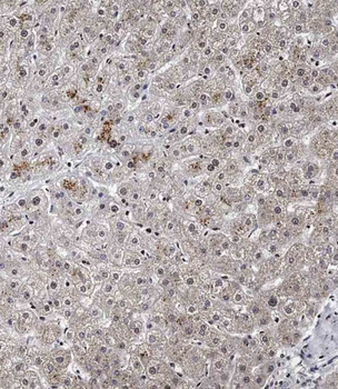 SPNS2 Antibody (N-term)