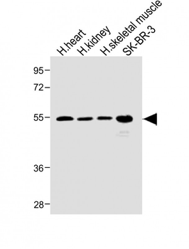 SPNS2 Antibody (N-term)