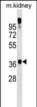 GTF2A1 Antibody (C-term)