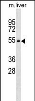 Mouse Vrk2 Antibody (C-term)