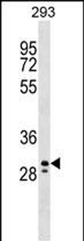 PEF1 Antibody (Center)