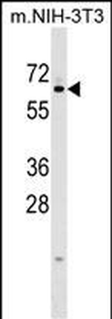 KLHL12 Antibody (C-term)