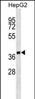 SCAMP2 Antibody (Center)