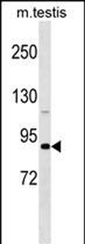 DDX4 Antibody (N-term)