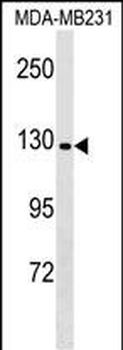 CNTNAP4 Antibody (C-term)