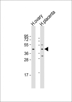 ESX1 Antibody (N-term)