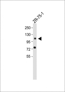 PITPNM1 Antibody (N-term)