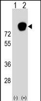 HNRNPR Antibody (N-term)