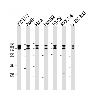HNRNPR Antibody (N-term)