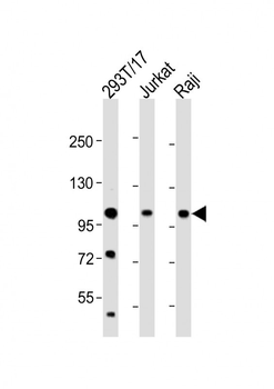 REST Antibody (Center)