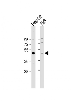 SEPP1 Antibody (Center)